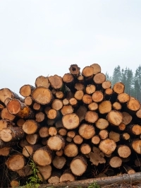 Billots de bois de pin