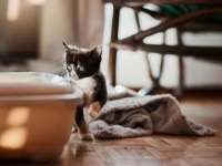 Un chat se trouve devant sa litière