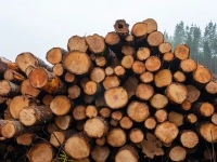 Pile de billots de bois